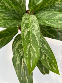 Aglaonema Green Lady leaf
