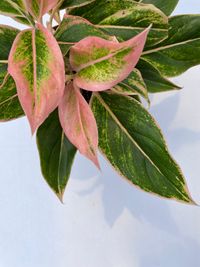 Aglaonema Lipstick Pink leaf